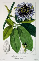 Passiflora pedata, oder Passionsblume, 1836